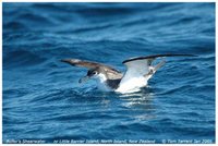 Buller's Shearwater - Puffinus bulleri