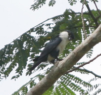 Philippine Falconet - Microhierax erythrogenys