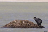 Horned Coot - Fulica cornuta