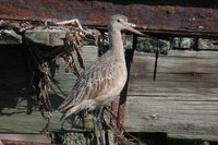 Marbled Godwit - Limosa fedoa