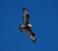 Rough-legged Hawk (Buteo lagopus) photo