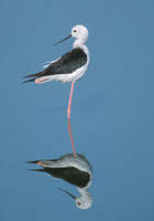 Black-winged Stilt (Himantopus himantopus) photo