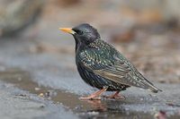 European (Common) Starling (Sturnus vulgaris) photo