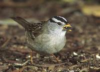 White-crowned Sparrow (Zonotrichia leucophrys) photo
