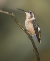 Purple-throated Woodstar (Philodice mitchellii) photo