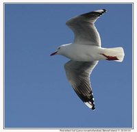 Red-billed Gull - Larus scopulinus