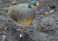 Sulawesi Ground-Dove - Gallicolumba tristigmata