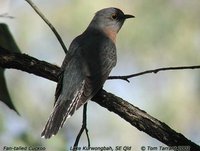 Fan-tailed Cuckoo - Cacomantis flabelliformis