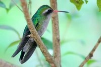 Glittering-bellied Emerald - Chlorostilbon aureoventris