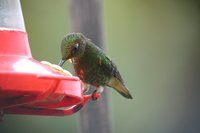 Buff-tailed Coronet - Boissonneaua flavescens