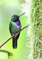 Purple-bibbed Whitetip - Urosticte benjamini