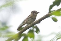 Striolated Puffbird - Nystalus striolatus