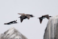 Guanay Cormorant (Phalacrocorax bougainvillii)