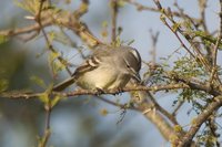 White-crested Tyrannulet - Serpophaga subcristata