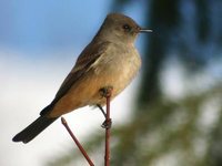 Say's Phoebe - Sayornis saya