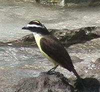 Great Kiskadee - Pitangus sulphuratus