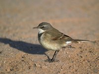 Cape Wagtail - Motacilla capensis