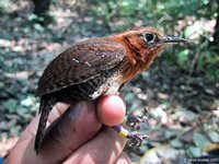 Rufous-browed Wren - Troglodytes rufociliatus