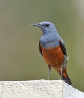 Chestnut-bellied Rock-Thrush - Monticola rufiventris