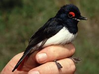 Black-throated Wattle-eye - Platysteira peltata
