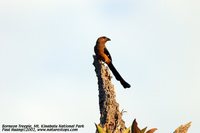 Bornean Treepie - Dendrocitta cinerascens