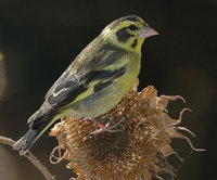 Yellow-breasted Greenfinch - Carduelis spinoides