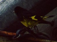 Black Siskin - Carduelis atrata