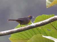 Dusky-faced Tanager - Mitrospingus cassinii