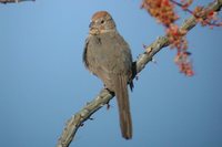 Canyon Towhee - Pipilo fuscus