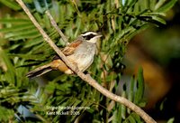 Stripe-headed Sparrow - Aimophila ruficauda