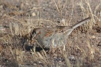 Rufous-winged Sparrow - Aimophila carpalis