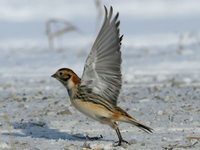 Lapland Longspur - Calcarius lapponicus