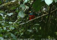 Bar-tailed Trogon (Apaloderma vittatum)