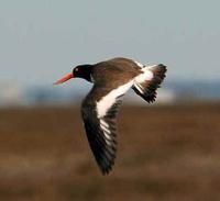 American Oystercatcher