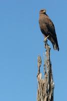 Savanna  hawk   -   Buteogallus  meridionalis   -   Poiana  di  savana