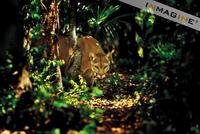 Mountain Lion, also known as Puma or Cougar (Felis concolor) photo