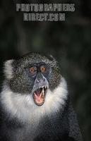 Sykes monkey , Cercopithecus albogularis , Mount Kenya National Park , Kenya stock photo