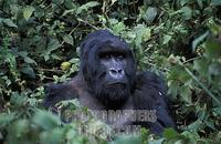 ...Mountain Gorilla , Gorilla gorilla beringei , Virunga Mountains , Volcanoes National Park , Rwan