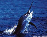 Black Marlin - Makaira indica