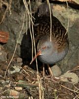 Water Rail Rallus aquaticus