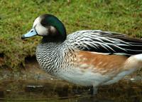 A Chiloe duck paddling near the bank.