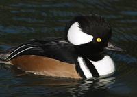 A male Hooded Merganser on water.