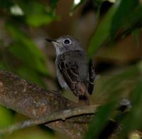 Asian Brown Flycatcher 5