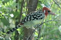 Red-and-yellow Barbet p.262
