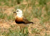 Oriental Plover