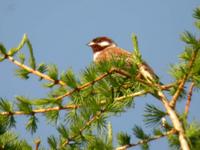 Pine Bunting