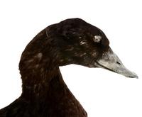 검둥오리사촌   White-winged Scoter | Melanitta fusca