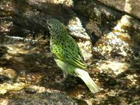 Spotted Tanager