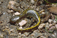 : Ambystoma macrodactylum; Long-toed Salamander