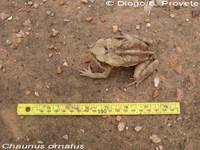 : Bufo ornatus; Ncn